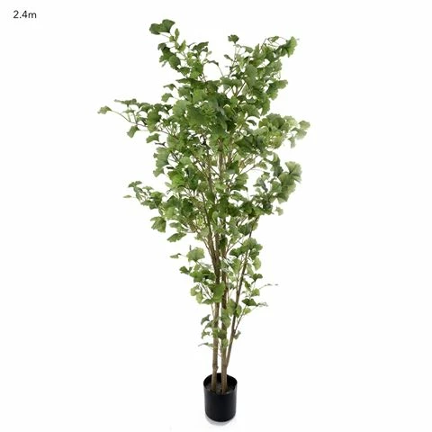 Florabelle - Ginko Tree Potted 2.4m 3 Florabelle - Ginko Tree Potted 2.4m