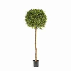 Florabelle - Boxwood Ball Tree 150cm