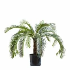 Florabelle - Cycad Palm Tree 80cm