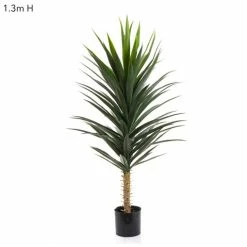 Florabelle - Yucca Plant 130cm