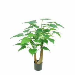 Florabelle - Alocasia Cucullata Tree 95cm
