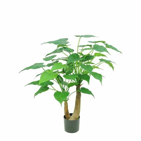 Florabelle - Alocasia Cucullata Tree 95cm 3 Florabelle - Alocasia Cucullata Tree 95cm
