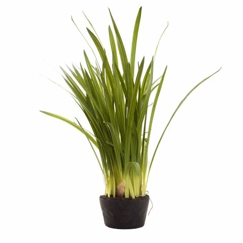 Florabelle - Cymbidium Leaves In Soil Pot Green 100cm 3 Florabelle - Cymbidium Leaves In Soil Pot Green 100cm