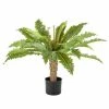 Florabelle - Fern Palm In Black Pot 71cm 2 Florabelle - Fern Palm In Black Pot 71cm -Cores Da Terra Shop 457621 Large
